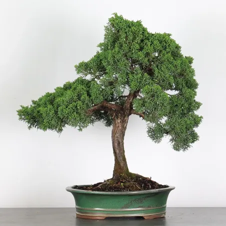 JUNIPERUS CHINENSIS KISHU 3-5