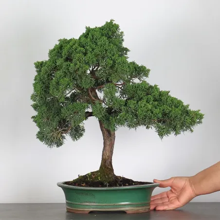 image supplémentaire - JUNIPERUS CHINENSIS KISHU 3-5