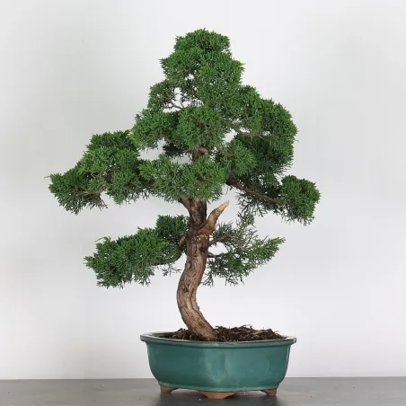 GENÉVRIER "JUNIPERUS KISHU" 3-6
