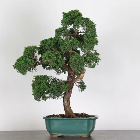 image supplémentaire - JUNIPERUS CHINENSIS KISHU 3-6