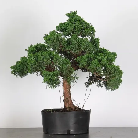 JUNIPERUS CHINENSIS KISHU 3-7