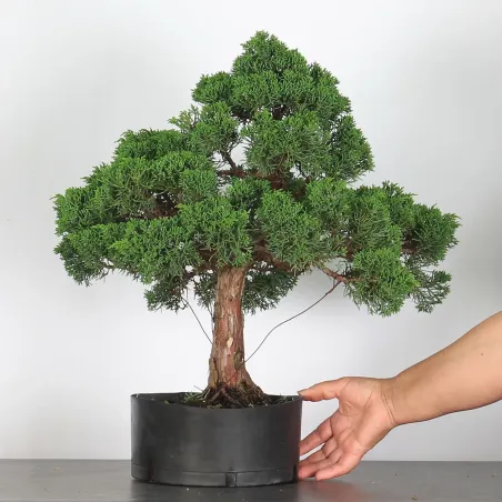 image supplémentaire - JUNIPERUS CHINENSIS KISHU 3-7