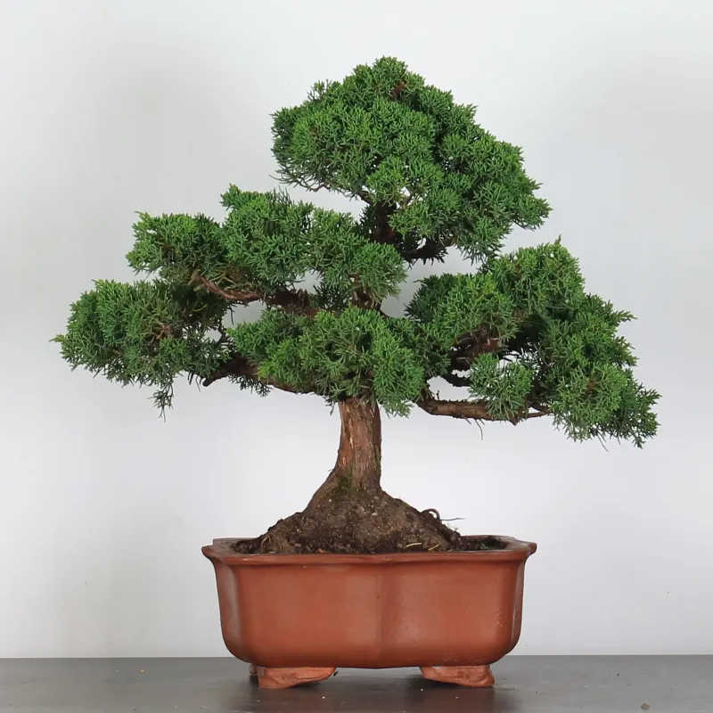 GENÉVRIER "JUNIPERUS KISHU" 3-8