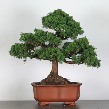 JUNIPERUS CHINENSIS KISHU 3-8