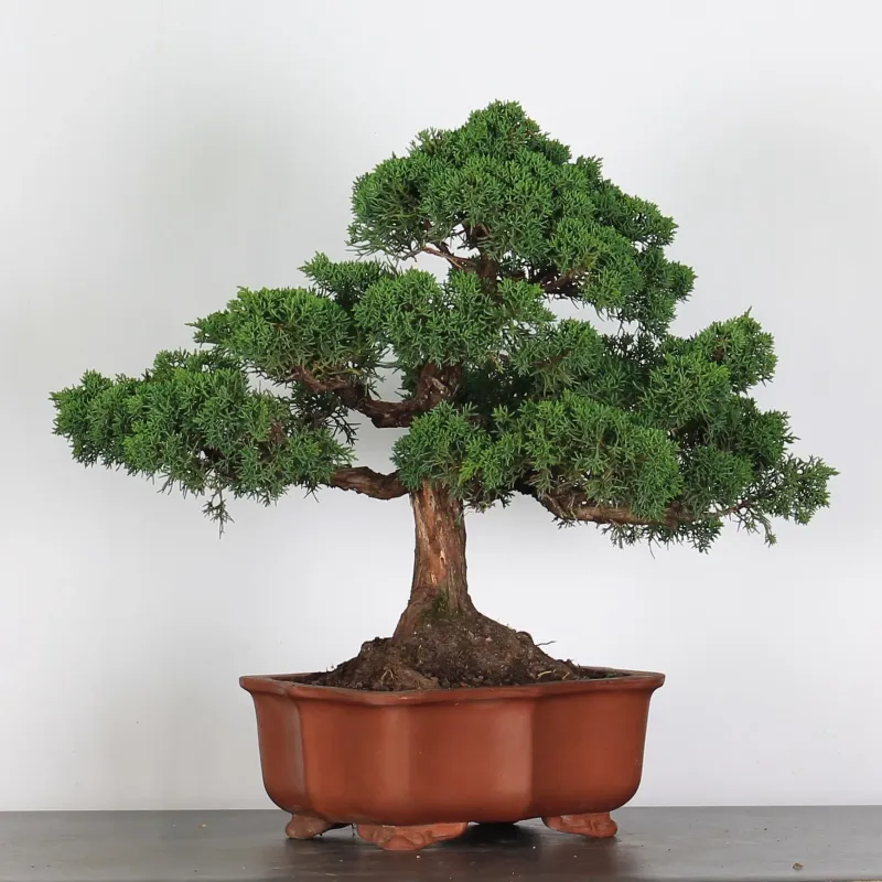 image supplémentaire - GENÉVRIER "JUNIPERUS KISHU"...
