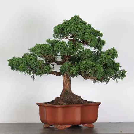 image supplémentaire - JUNIPERUS CHINENSIS KISHU 3-8