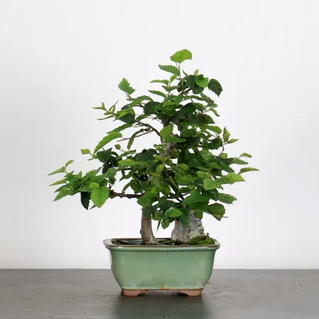 Bonsai Charmes 1-5