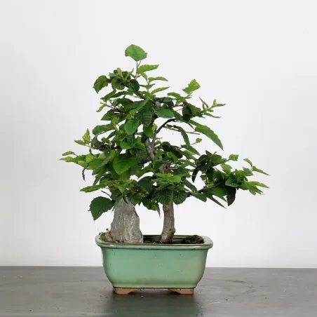 image supplémentaire - CHARME "Carpinus" 1-5