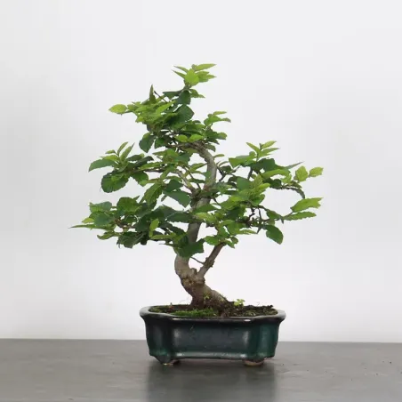 image supplémentaire - HORNBEAM "CARPINUS" 1-9