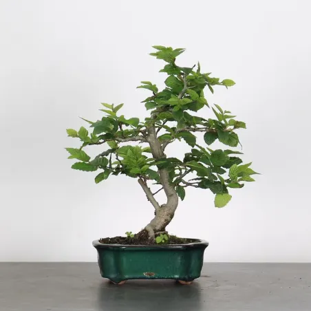 Bonsai Charms CH-1-9