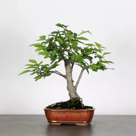 Bonsai Charms CH-1-10