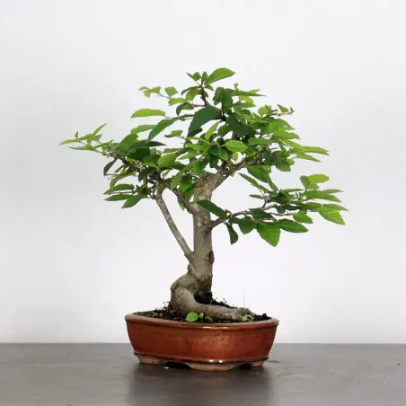 image supplémentaire - CHARME "Carpinus" 1-10