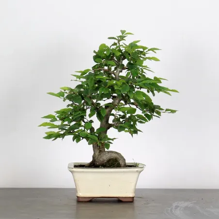 CHARME "Carpinus" 1-12