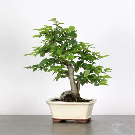 image supplémentaire - CHARME "Carpinus" 1-12