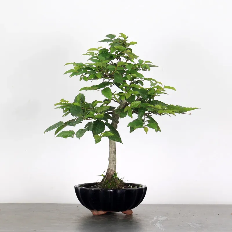 CHARME "Carpinus" 1-13