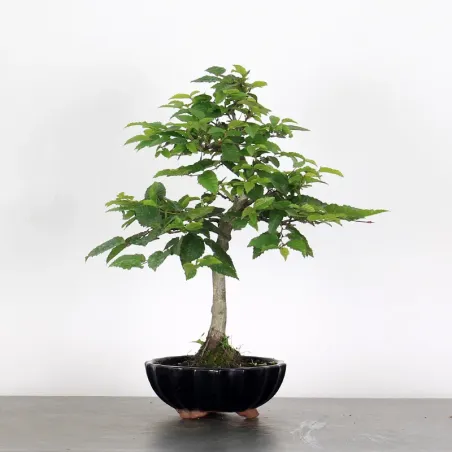 CHARME "Carpinus" 1-13
