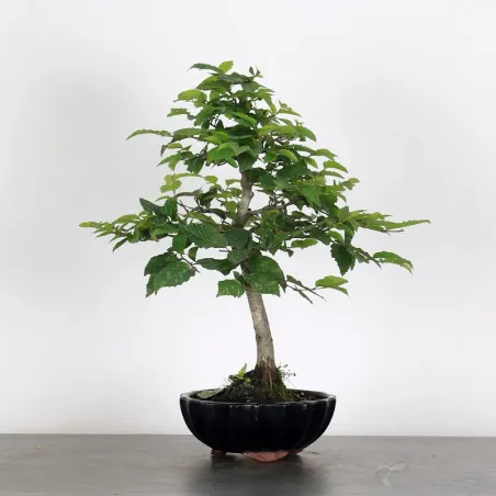 image supplémentaire - CHARME "Carpinus" 1-13