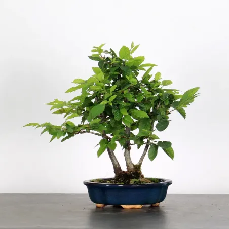 HORNBEAM "CARPINUS" 1-19