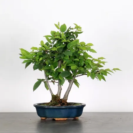 image supplémentaire - HORNBEAM "CARPINUS" 1-19