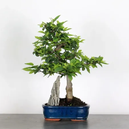image supplémentaire - CHARME "Carpinus" 1-16