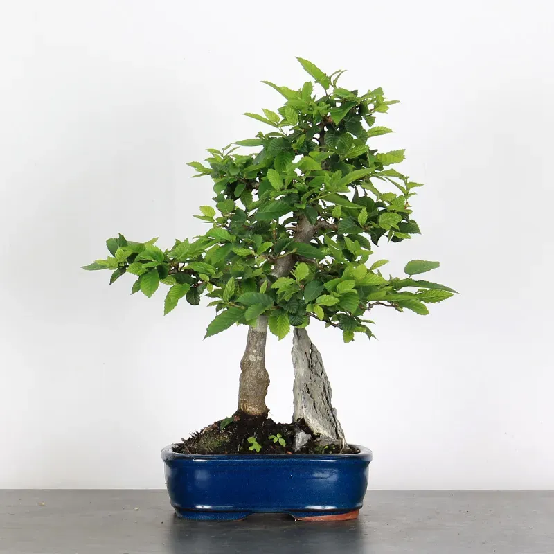 CHARME "Carpinus" 1-16