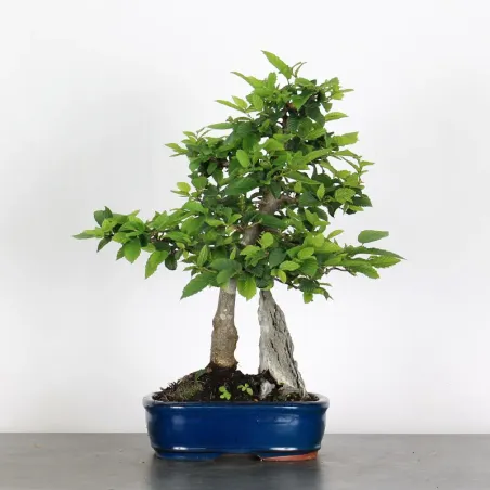 CHARME "Carpinus" 1-16