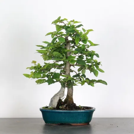 image supplémentaire - CHARME "Carpinus" AVEC...