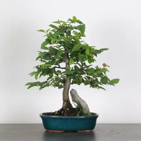 CHARME "Carpinus" AVEC ROCHE 1-17