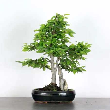 image supplémentaire - CHARME "Carpinus" 1-18