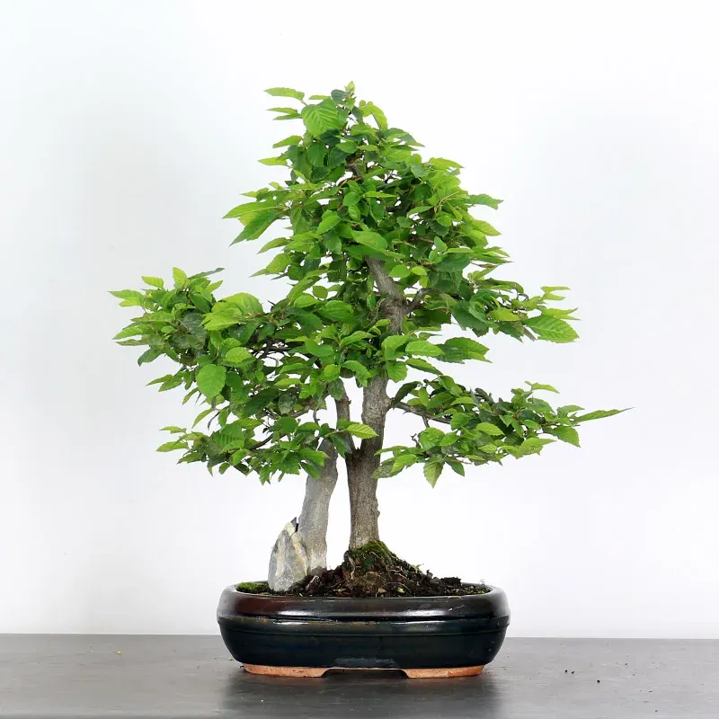 CHARME "Carpinus" 1-18