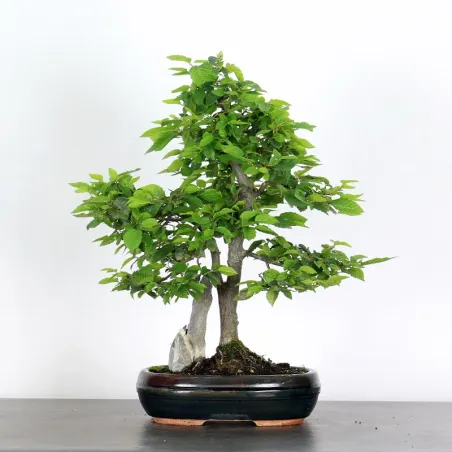 CHARME "Carpinus" 1-18