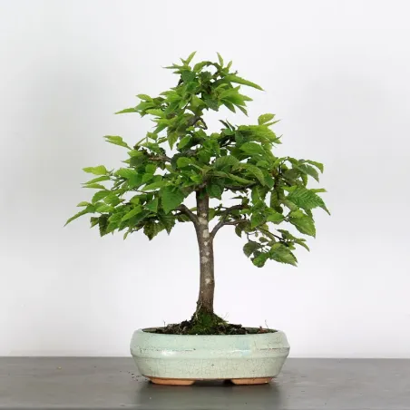 Bonsai Charmes 2-1
