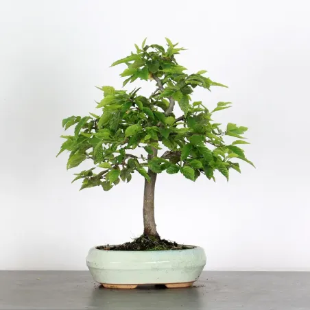image supplémentaire - CHARME "Carpinus" 2-1