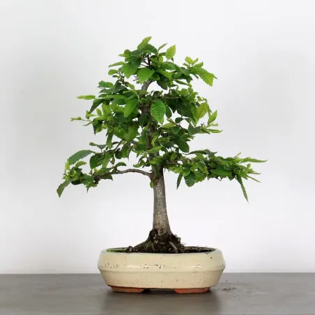 image supplémentaire - CHARME "Carpinus" 2-2
