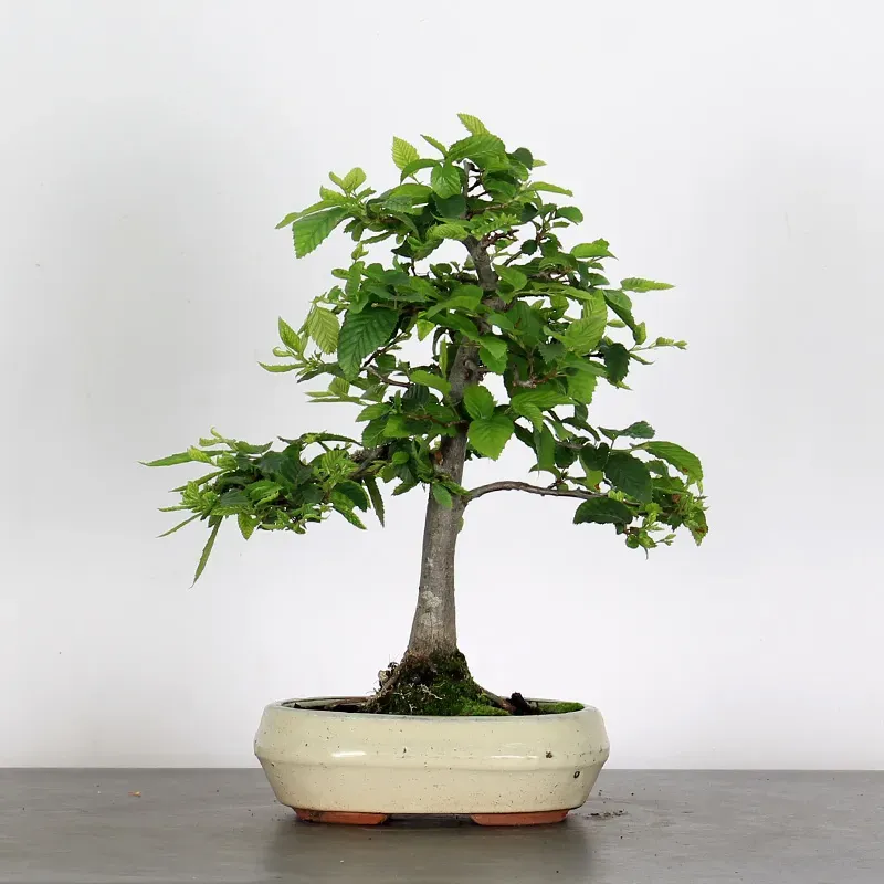 Bonsai Charmes CH-2-2