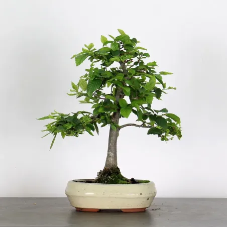 Bonsai Charmes CH-2-2