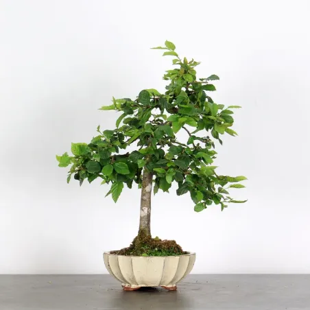 Bonsai Charmes CH-2-5