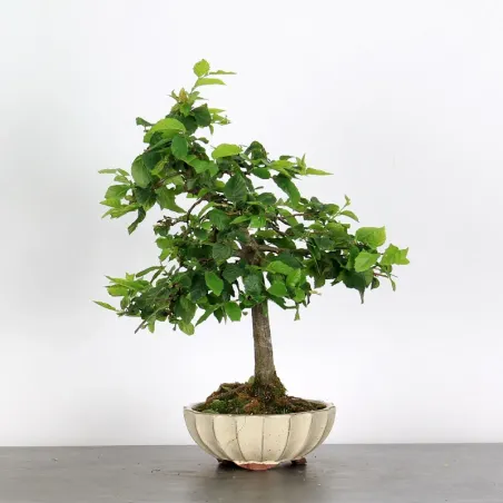 image supplémentaire - CHARME "Carpinus" 2-5