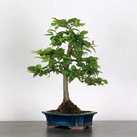 image supplémentaire - CHARME "Carpinus" 2-6