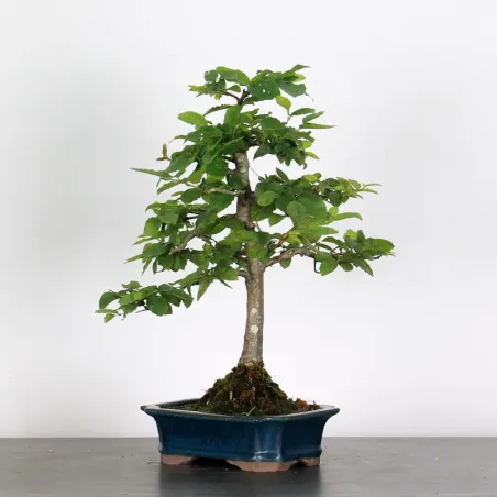 Bonsai Charmes CH-2-6