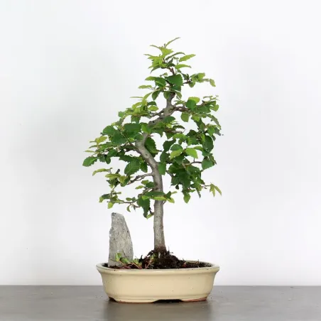 image supplémentaire - CHARME "Carpinus" 2-9