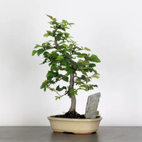 Bonsai Charmes CH-2-9