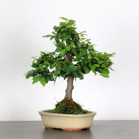 image supplémentaire - CHARME "Carpinus" 2-8
