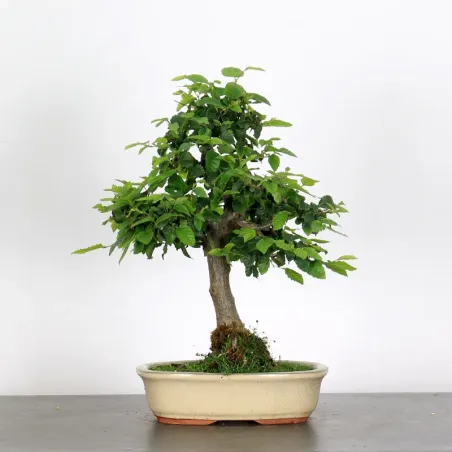Bonsai Charmes CH-2-8
