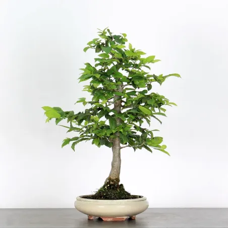 image supplémentaire - CHARME "Carpinus" 2-16