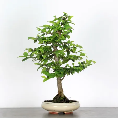 CHARME "Carpinus" 2-16
