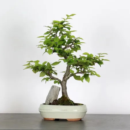 CHARME "Carpinus" AVEC ROCHE 1-20