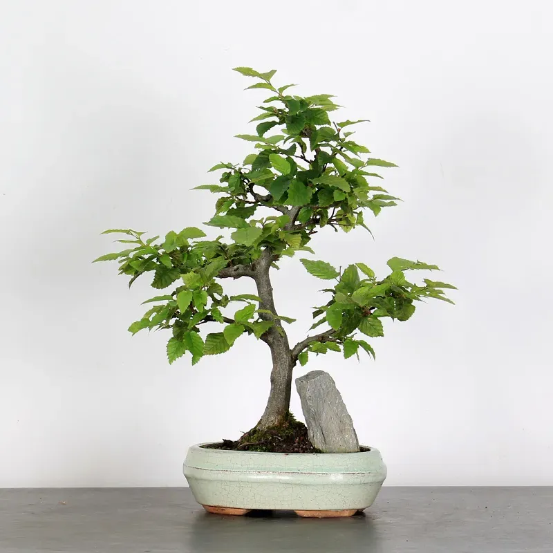 image supplémentaire - CHARME "Carpinus" AVEC...