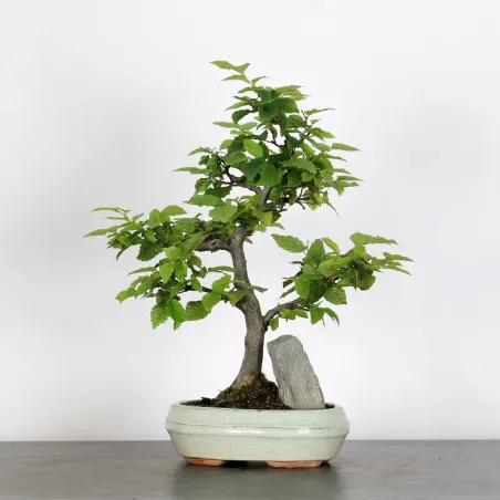 image supplémentaire - CHARME "Carpinus" AVEC...