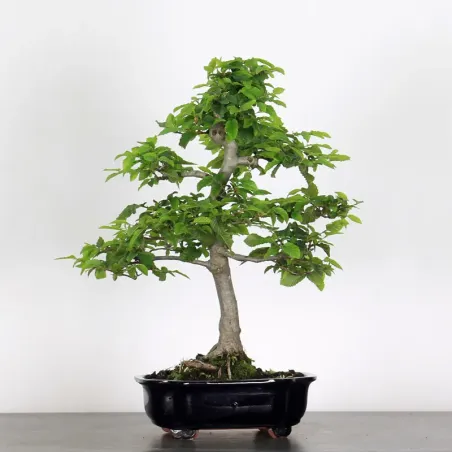 CHARME "Carpinus" 2-20